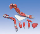 M11: Deluxe Muscular Arm, 6-part