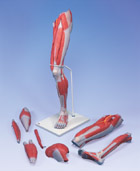 M21: Muscular Leg, 7-part