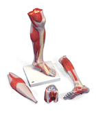 M22: Lower Muscled Leg with Knee, 3-part