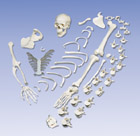 A04/1: Disarticulated Half Skeleton, with loosely articulated  hand & foot