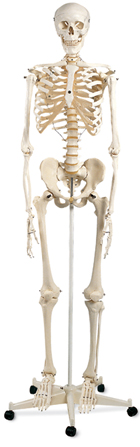A10/5: Standard Skeleton Stan, on reinforced 5-feet roller stand for heavy duty work