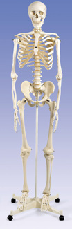 A10: Stan anatomical skeleton model
