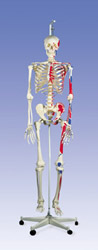 A11/1: Muscle Skeleton Max, on hanging stand