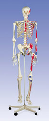 A11: Muscle Skeleton Max, on 5-feet roller stand