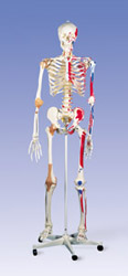 A13: Super Skeleton Sam, on 5-feet roller stand