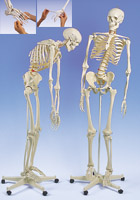 A15/2: Flexible Skeleton Fred, on 5-feet roller stand (1 hand and 1 foot flexible)
