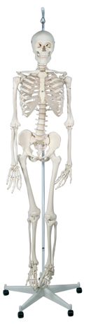 A15/3: Physiological Skeleton Phil, on hanging roller stand