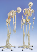 A15: Flexible Skeleton Fred, on 5-feet roller stand