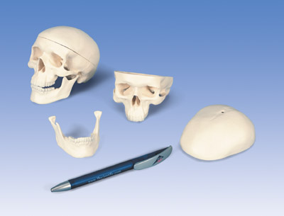 A18/15: Mini Skull, 3-part