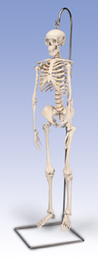 A18/1: Mini Skeleton “Shorty”, on hanging stand