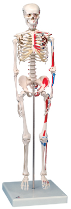 A18/5: Mini Skeleton 