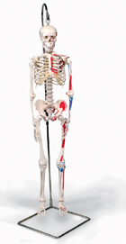 A18/6: Mini Skeleton 