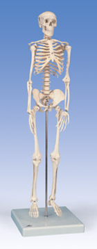 A18: Mini Skeleton “Shorty”, mounted on a base