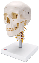 A20/1: Skull on Cervical Spine, 4-part