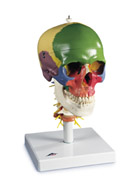 A20/2: Didactic Skull on Cervical Spine, 4-part