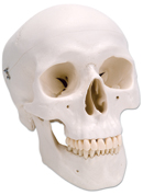 A20: Classic Skull, 3-part