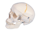 A21: Numbered Classic Skull, 3-part