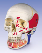 A22/1: Classic Skull with Opened Lower Jaw, painted, 3-part