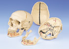 A22: Classic Skull, with Opened Lower Jaw, 3-part