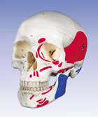 A23: Classic Skull, painted, 3-part