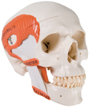 A24: TMJ Skull, 2-part