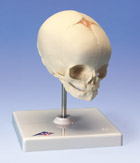A26: Fetal Skull, on stand