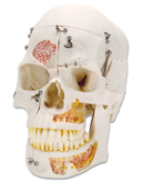 A27: Deluxe Demonstration Skull, 10-part