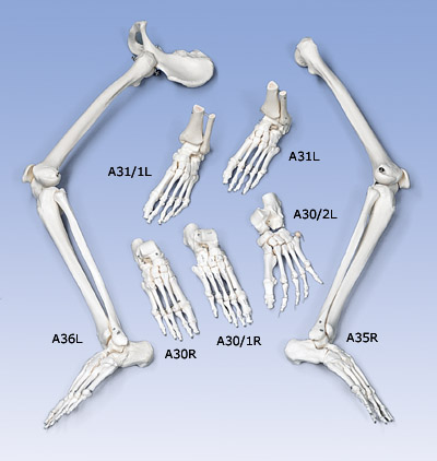 A31/1L: Loose Foot and Ankle Skeleton,  left