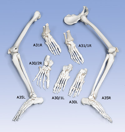 A31/1R: Loose Foot and Ankle Skeleton, right