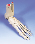 A31L: Foot and Ankle Skeleton, left
