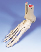 A31R: Foot and Ankle Skeleton, right