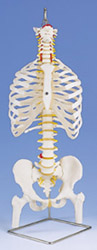 A56/2: Classic Flexible Spine with ribs and femur heads
