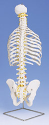 A56: Classic Flexible Spine with ribs