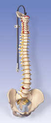 A58/1: Classic Flexible Spine