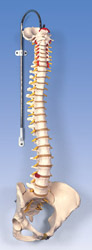 A58/4: Classic Flexible Spine with female pelvis