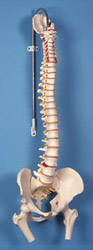 A58/2: Classic Flexible Spine with femur heads