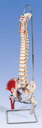 A58/3: Classic Flexible Spine with femur heads and painted muscles