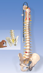 A58/5: Deluxe Flexible Spine