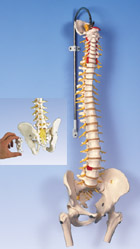 A58/6: Deluxe Flexible Spine with femur heads