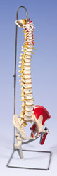 A58/7: Deluxe Flexible Spine with femur heads and painted muscles