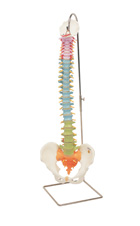 A58/8: Didactic Flexible Spine