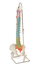A58/9: Didactic Flexible Spine with femur heads