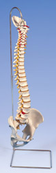 A59/1: Lifetime Flexible Spine