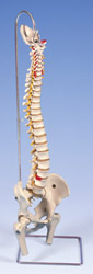A59/2: Lifetime Flexible Spine with femur heads