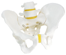 A60: Pelvic Skeleton, male