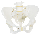 A61: Pelvic Skeleton, female