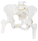 A62: Pelvic Skeleton, female, with movable femur heads