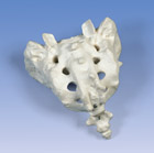 A70/6: Sacrum and Coccyx