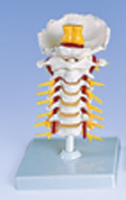 A72: Cervical Spinal Column
