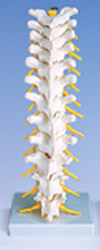 A73: Thoracic Spinal Column